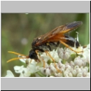 Tenthredo campestris - Blattwespe 06.jpg